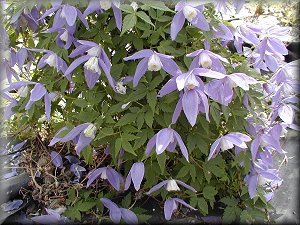 Clematis photograph