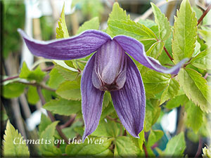 Clematis photograph