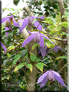 Clematis photograph