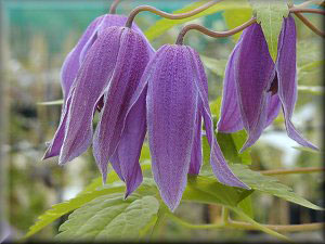 Clematis photograph