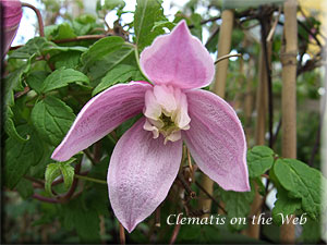 Clematis photograph