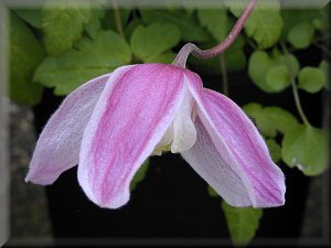 Clematis photograph