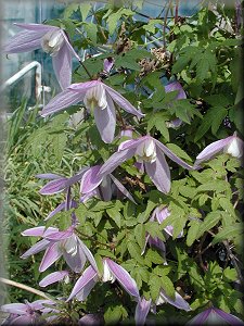 Clematis photograph