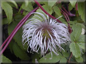 Clematis photograph