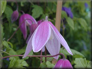 Clematis photograph