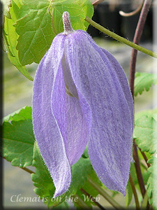 Clematis photograph