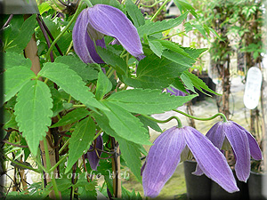 Clematis photograph