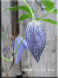 Clematis photograph