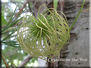 Clematis photograph