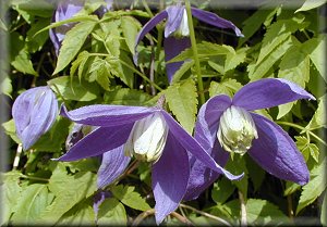 Clematis photograph