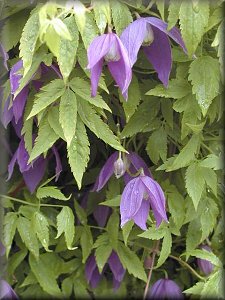 Clematis photograph