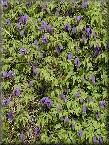 Clematis photograph