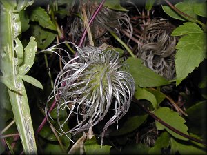 Clematis photograph