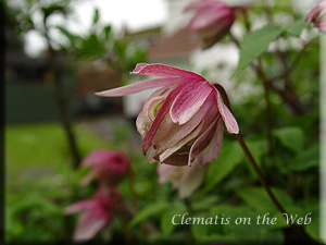 Clematis photograph