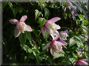 Clematis photograph