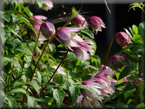 Clematis photograph