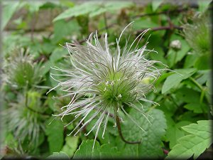 Clematis photograph