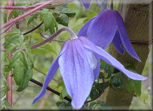 Clematis photograph