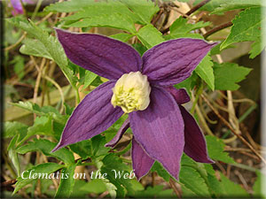 Clematis photograph