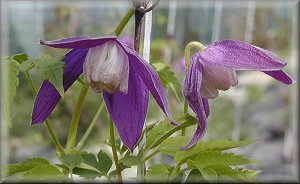 Clematis photograph