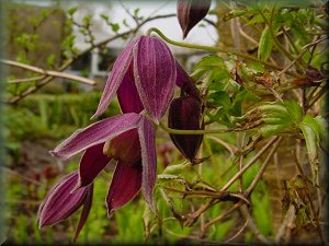 Clematis photograph