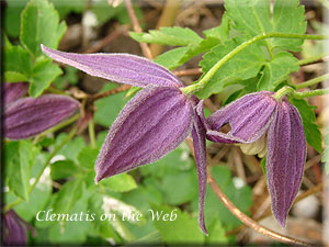 Clematis photograph