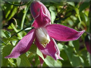 Clematis photograph