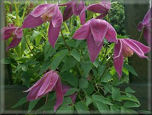 Clematis photograph