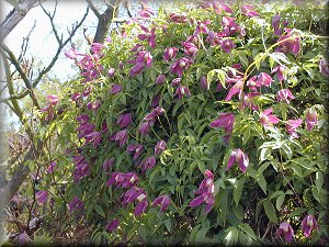 Clematis photograph