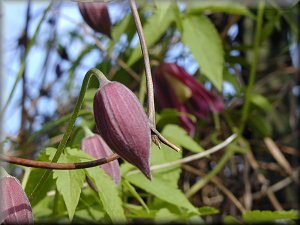 Clematis photograph