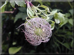 Clematis photograph