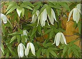 Clematis photograph