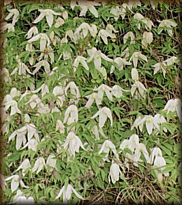 Clematis photograph