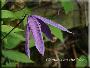 Clematis photograph