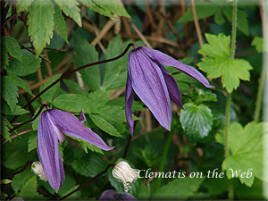 Clematis photograph