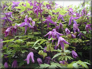 Clematis photograph