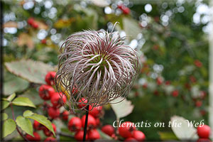 Clematis photograph