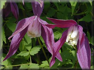 Clematis photograph