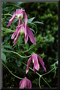 Clematis photograph