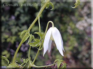 Clematis photograph