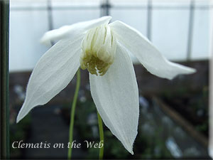 Clematis photograph