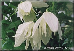 Clematis photograph