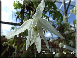 Clematis photograph