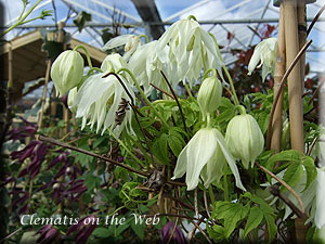 Clematis photograph