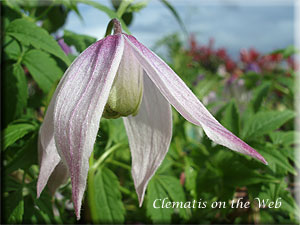 Clematis photograph