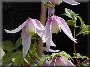 Clematis photograph