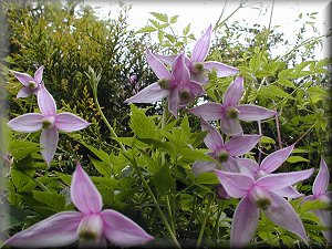 Clematis photograph