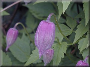 Clematis photograph