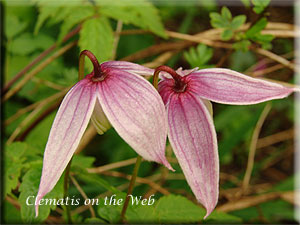 Clematis photograph