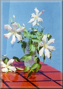 Clematis photograph